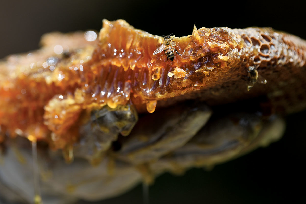 Bee removal